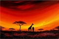 giraffes on grassland in sunset African
